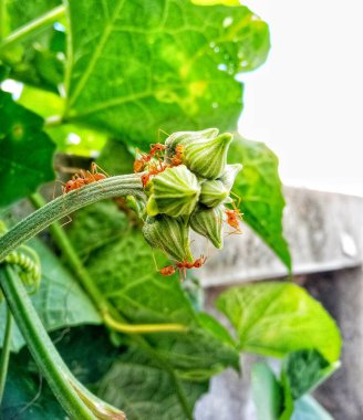  Bahçede karıncalarla birlikte çiçek