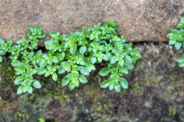 Taş duvarda yeşil yosun