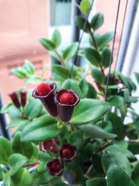 Pencerede Kırmızı Yeşil Bitki — Stok fotoğraf