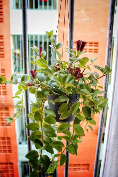 Натуральные Растения Висячих Горшках Балконе — стоковое фото