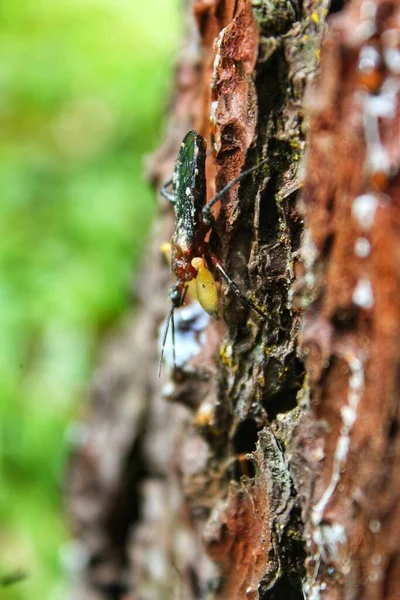 Bug Tree — Stock Photo, Image