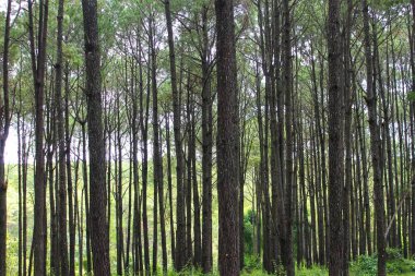 Tayland Chaingmai 'de sonbaharda çam ağacı ormanı