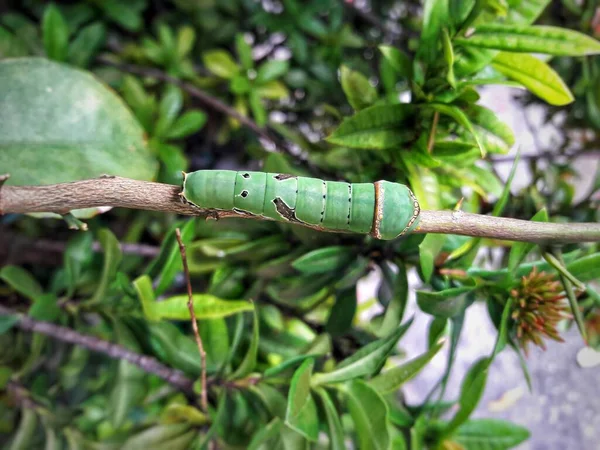 Close Worm Branch — Stock Photo, Image