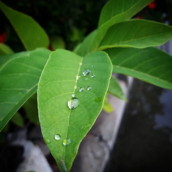 Water Drop Green Leaf — Stock Photo, Image