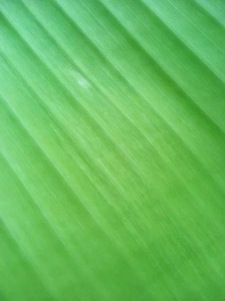 Close Θέα Στη Φύση Του Πράσινου Φύλλου Μπανανόφυλλα Φόντο — Φωτογραφία Αρχείου