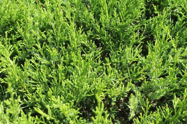 Yeşil yapraklar duvar dokusu arkaplanı