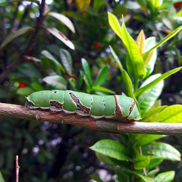 Green Worm Tree — Stock Photo, Image