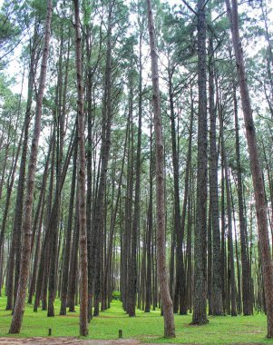 Ormandaki çam ağaçları