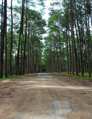 Ormanda Yeşil Ağaçlı Yürüyüş Yolu
