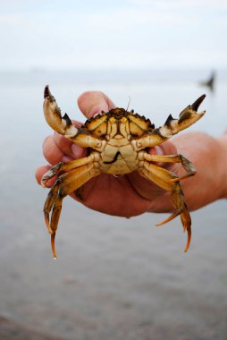 Sahilde yaşayan büyük kanser