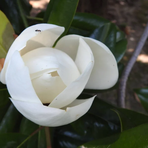 Weiße Magnolienblüten Sind Sehr Schön — Stockfoto