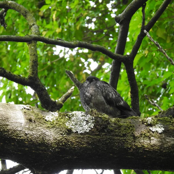 Crow Tree — Stock Photo, Image