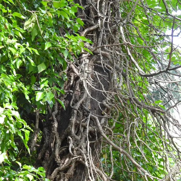 Дерево Лесу — стоковое фото
