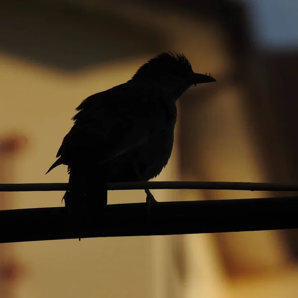 Vogel Auf Einem Zaun — Stockfoto