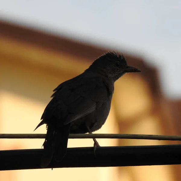 柵の上の鳥 — ストック写真