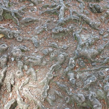 Yerdeki ağaç kökleri