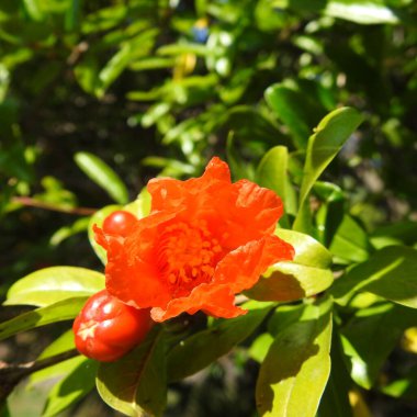 Kırmızı ve sarı çiçekler