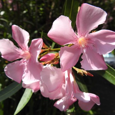 Bahçedeki pembe çiçekler