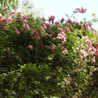 Pembe ve beyaz güller