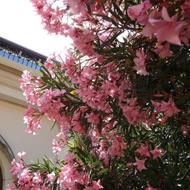 Bahçedeki pembe çiçekler