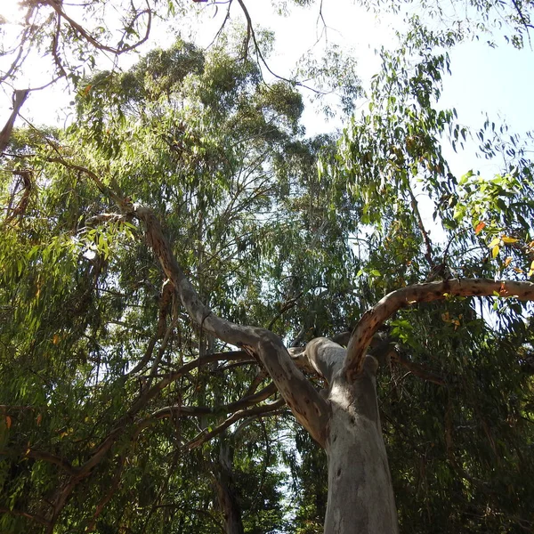 Trees Forest — Stock Photo, Image