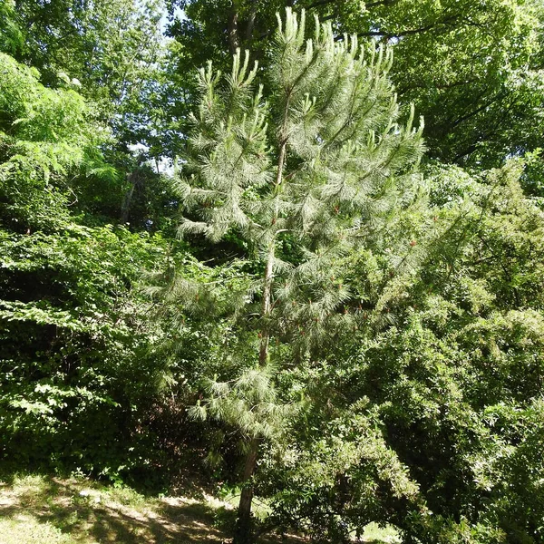 Young Green Pine Tree Summer — Stock Photo, Image