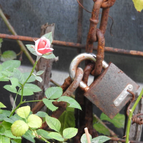 Rosenknopp Lås Slå – stockfoto