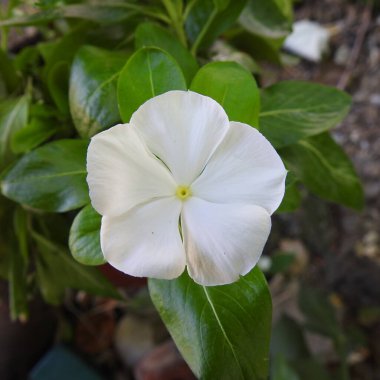  Bahçede beyaz çiçekler