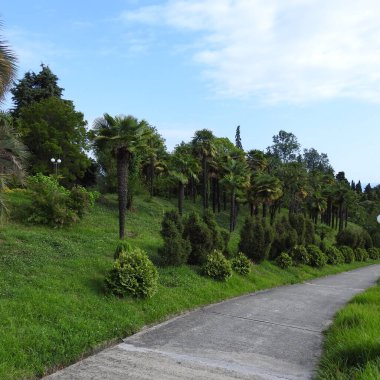 Yosun tutmuş ağaç gövdesi