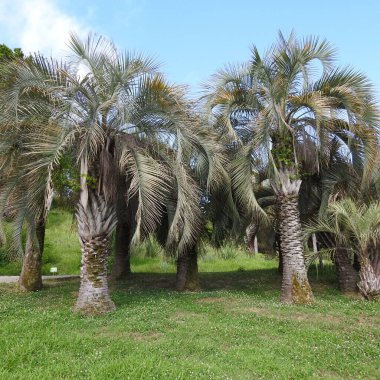 Yosun tutmuş ağaç gövdesi