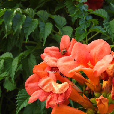 Yosun tutmuş ağaç gövdesi