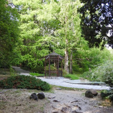 Yosun tutmuş ağaç gövdesi