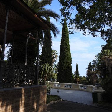 Yosun tutmuş ağaç gövdesi