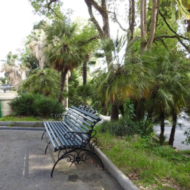 Yosun tutmuş ağaç gövdesi