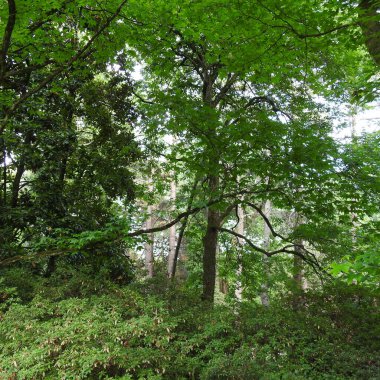 Tayland 'da tropikal orman