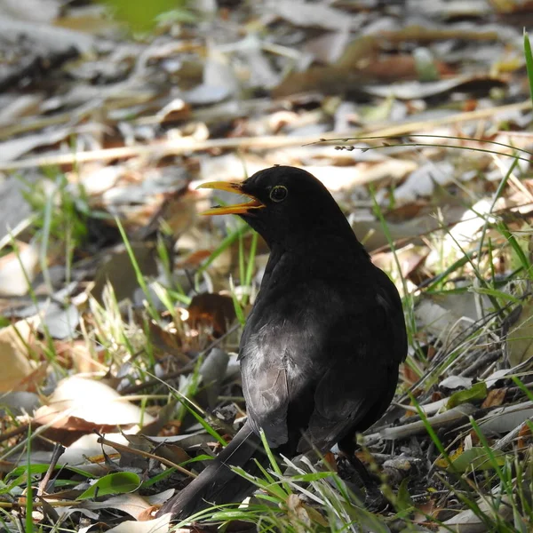 草上的黑鸟 — 图库照片