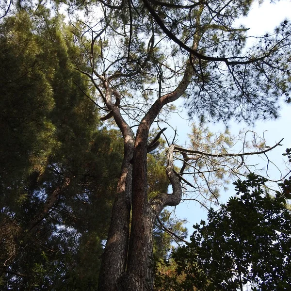 Старый Ствол Дерева Луже — стоковое фото