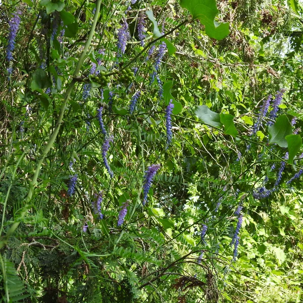 Tronco Árbol Viejo Musgo —  Fotos de Stock