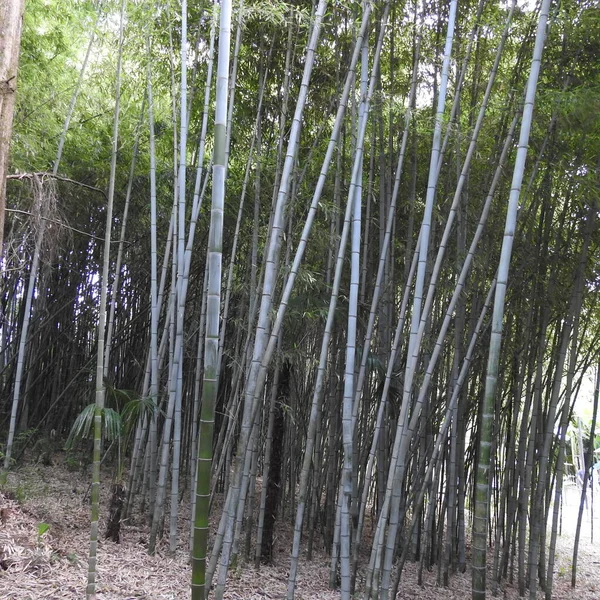 Velho Tronco Árvore Musgo — Fotografia de Stock