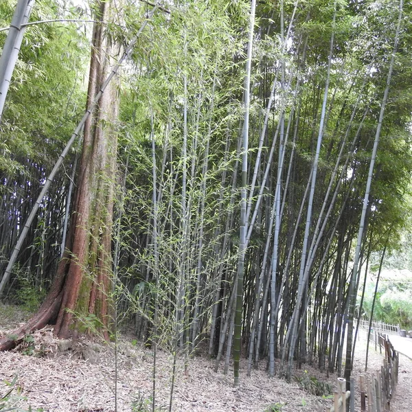 苔の古木の幹 — ストック写真