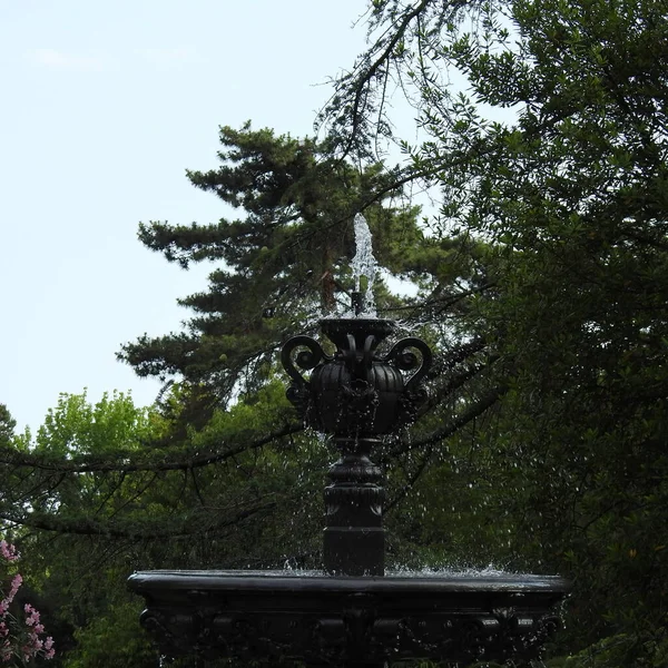 Vieux Tronc Arbre Dans Mousse — Photo