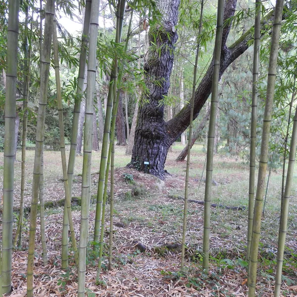 Старий Стовбур Дерева Моху — стокове фото