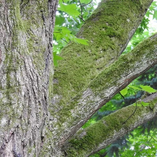 Tronco Árbol Viejo Musgo —  Fotos de Stock