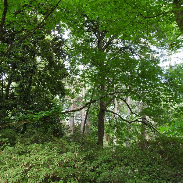 Tropisk Skog Thailand — Stockfoto