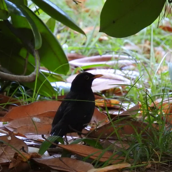 Amsel Gras — Stockfoto