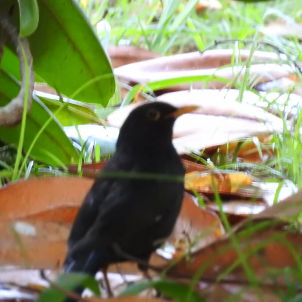 Чорний Птах Траві — стокове фото