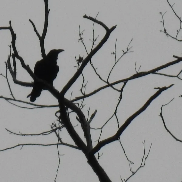 Schwarzer Vogel Auf Einem Baum — Stockfoto