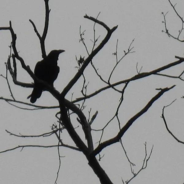 Pájaro Negro Árbol —  Fotos de Stock