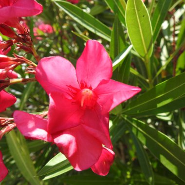 Gökyüzünün pembe çiçekleri