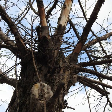  Mavi gökyüzüne karşı ağaç dalları